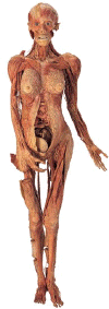 Beauty2.gif (51334 bytes)