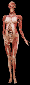 beauty.gif (34222 bytes)